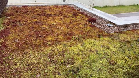 Le nombre de réalisations de bâtiments végétalisés étant significatif, on peut se demander quelle est leur capacité réelle à accueillir favorablement une flore diversifiée, et notamment des espèces spontanées et locales. ©O. Maillard